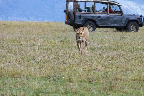 Tavaly Kenyába Utaztam Maasai Marában Találtam Egy Oroszlánt Oroszlán Lassan — Stock Fotó