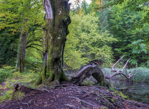 Kökleri ağaçların etrafında. Üç ormandaki büyük kökü buldum..