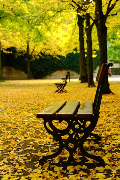 Sonbahar geldiğinde, kayısı yapraklarının çoğu döküldü. Zemin altınla kaplanmış gibi görünüyor..