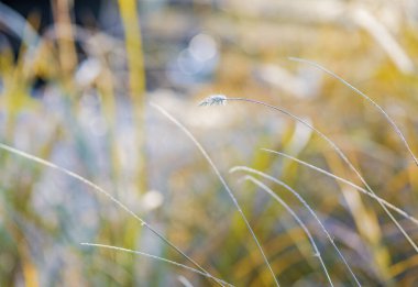 Bahar geliyor. Birçok çim rüzgârla savruluyor..