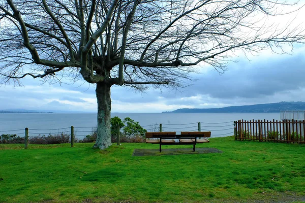 ağacın altında tezgah
