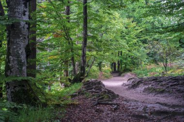 Yolda yürürken, bir sürü ağaç vardır. Ekim ayında yapraklar sararır. .