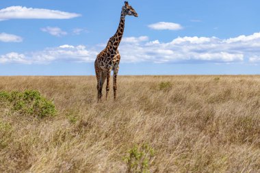  Kenya 'daki Maasai Mara Ulusal Parkı' nda. Ağustosta birçok zürafa otlağa doğru hareket ediyor..