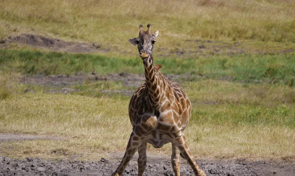 Maasai Mara National Park Kenya Many Giraffes Moving Grassland August — стоковое фото