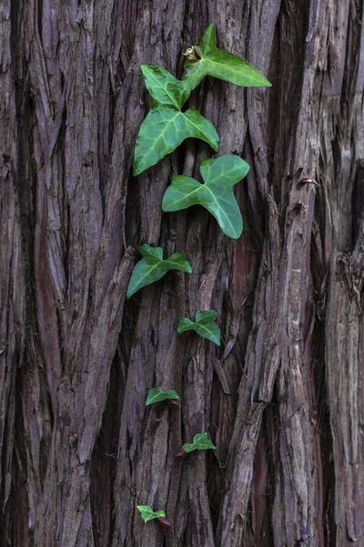 Baharda, yeşil sürüngenler ağaçta sürünüyor..