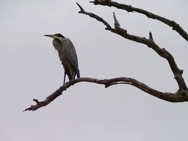 Masai Mara Kenia Steht Ein Reiher Baum — Stockfoto