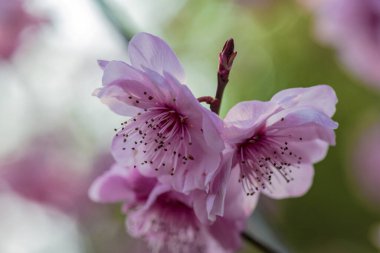 Mart, bahar, birçok erik ağacı çiçek açmaya başlar..