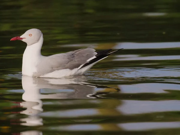 Kenya 'daki Navaisha Gölü' nde birçok martı gölde yüzüyor..