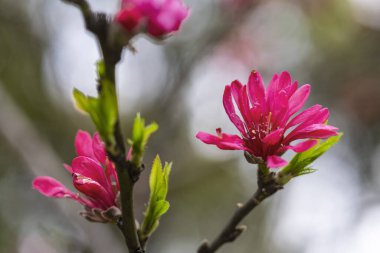 Bahar geliyor, birçok erik ağacı çiçek açmaya başlıyor..