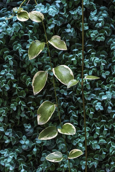 Bir sürüngen yayılıyor ve birçok küçük yaprakla kaplanıyor..
