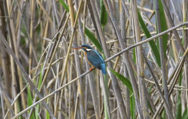 Der Frühling Naht Ein Eisvogel Steht Schilf Fische Suchen — Stockfoto