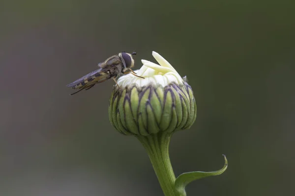 Bahar geliyor, bir arı çiçeklere sert bir şekilde saldırıyor..