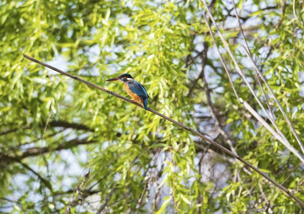 Der Frühling Naht Ein Eisvogel Steht Schilf Fische Suchen — Stockfoto