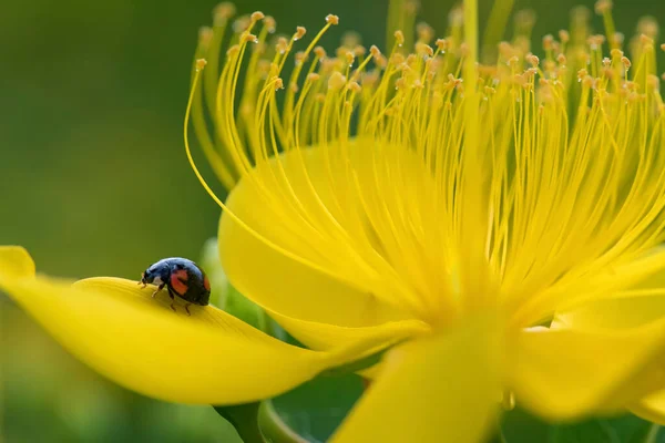 Quando Verão Está Chegando Muitas Flores Estão Florescendo Uma Joaninha — Fotografia de Stock