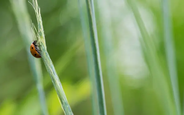 Yaz geldiğinde, uğur böceği sazlıklarda dolaşıyor..
