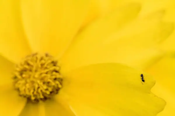 Cuando Llega Verano Hormiga Mueve Flor — Foto de Stock