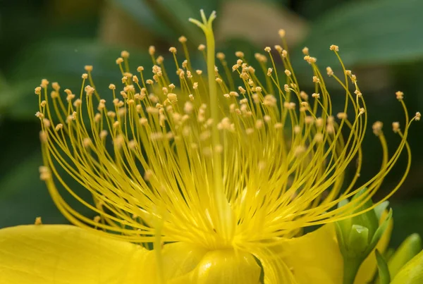 Yaz aylarında sarı çiçek