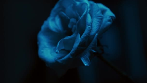 velká kvetoucí růže bud v tmavě modré neonové osvětlení v plamenech