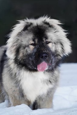 Kafkas çoban köpeğinin geniş portresi ağaçların arkasında oturuyor.