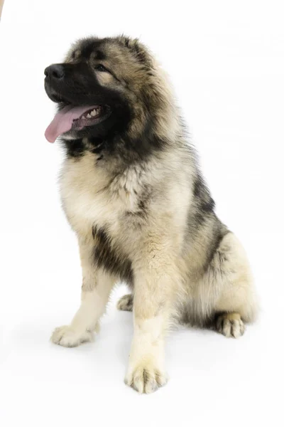Beyaz arka planda oturan Kafkas çoban köpeği.
