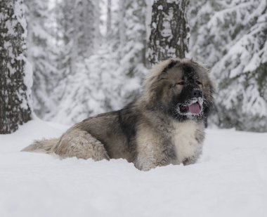 Kafkas çoban köpeği karda oturur ve diğer tarafa bakar, ağaçların arkasına.
