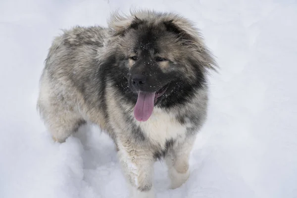 白人の羊飼いの犬が雪の中に立って遠くを見る — ストック写真