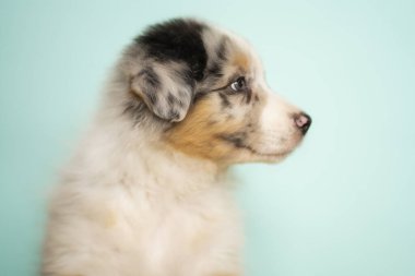 Bir Avustralya çoban köpeği mavi bir arka planda duruyor ve başka tarafa bakıyor.
