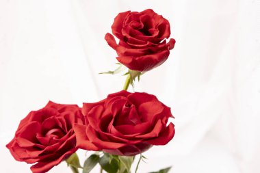 Üç kırmızı gül pembe bir perdenin önünde duruyor.