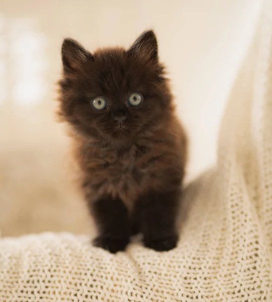 一只黑色的小猫坐在白色的床罩上 — 图库照片