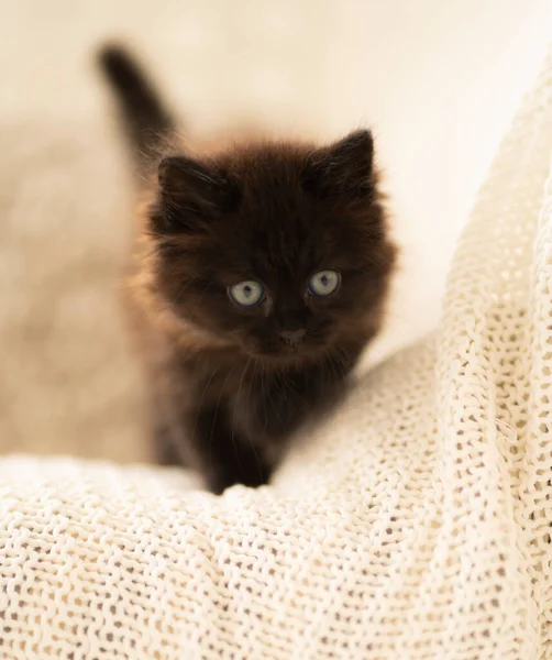 Black Kitten Stands White Bedspread — Stock Photo, Image
