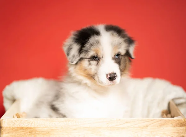 On a red background, a dog sits on a white blanket, a breed of Australian shepherd, a puppy