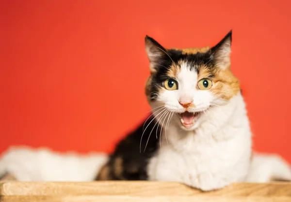 Kucing Tricolor Duduk Dengan Mulut Terbuka Dengan Latar Belakang Merah — Stok Foto
