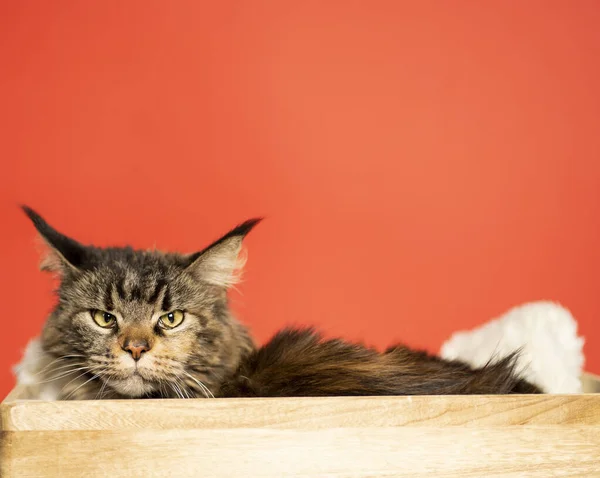 Portrét Čistokrevné Kočky Britský Záhyb Domácí Prostředí Kočka Lže — Stock fotografie
