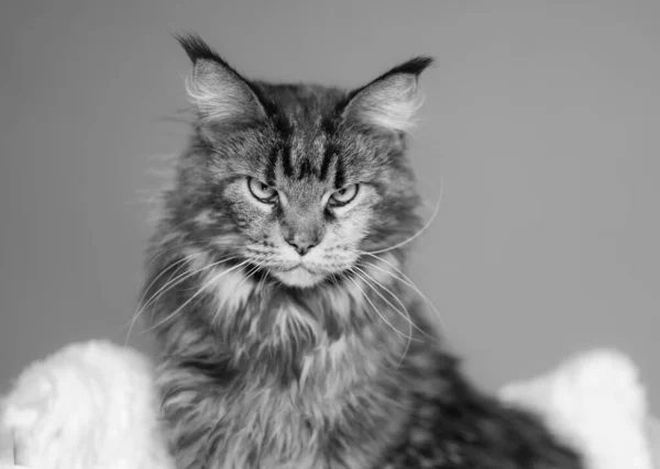 Ασπρόμαυρο Πορτραίτο Μιας Καθαρόαιμης Γάτας Βρετανικής Πτυχής Έπιπλα Σπιτιού — Φωτογραφία Αρχείου
