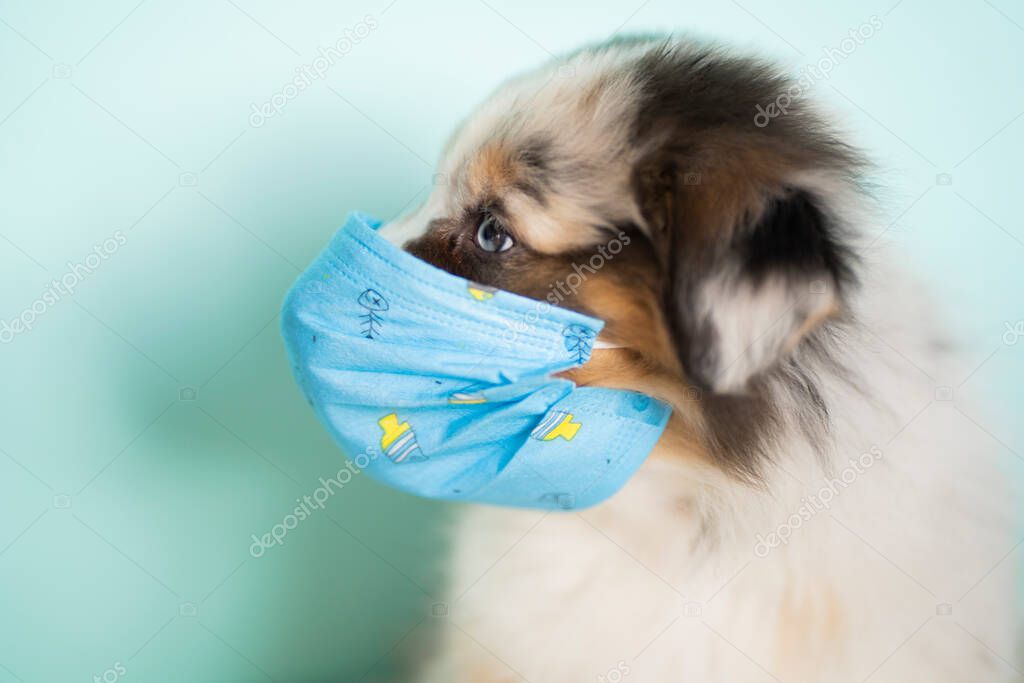 Australian shepherd in a medical disposable mask of blue color, sitting on a blue background. The concept of protection from the virus