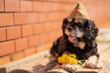 Asker şapkası takan bir Cocker Spaniel, tahta zeminde tuğla bir duvara karşı yatıyor. Sarı çiçeklerle. 