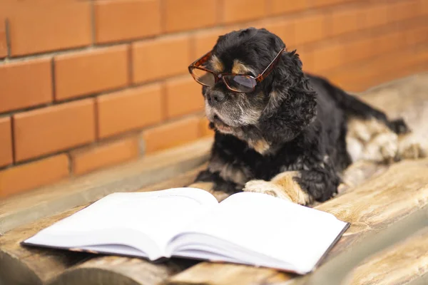 Gözlüklü akıllı köpek Cocker Spaniel. Gözlüklü ciddi bir köpek. Tahta zeminde uzanmış kitap okuyordum.