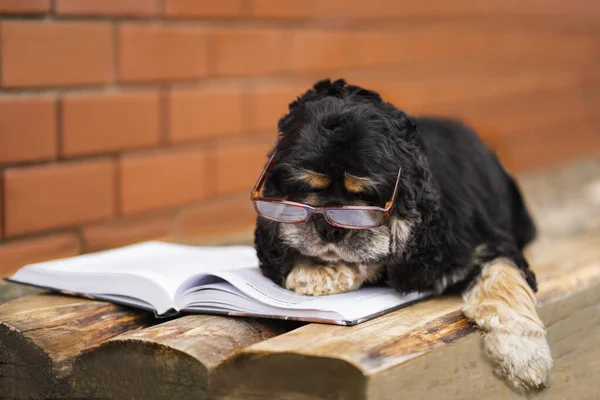 Smart dog Cocker Spaniel with a book in glasses. Serious dog with glasses. Lying on the wooden floor reading a book