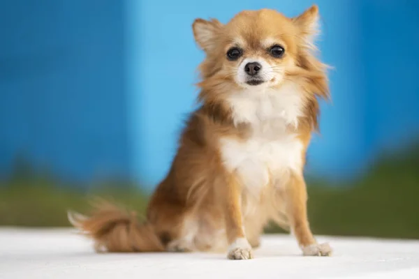 Uzun Saçlı Kızıl Saçlı Küçük Chihuahua Oturur Doğada Kameraya Bakar — Stok fotoğraf