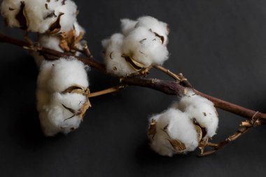 Siyah arkaplan üzerinde Doğal Kuru Pamuk Şubesi, üst görünüm