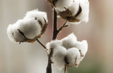 Kuru dalda doğal olgun pamuk tozu. Yakından çekilmiş, geçmişi bulanık..