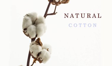 Pamuk tokalı doğal pamuk dalı, beyazda izole edilmiş. Dal, tarladan geldiği gibi kurumuş. İngilizcede büyük harflerle yazılmış doğal pamuk..