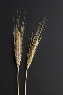Siyah arkaplanda buğday kulaklarının yakın plan çekimi