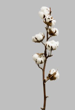 close-up shot of cotton flowers on grey
