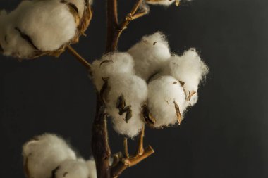 close-up shot of cotton flowers on black