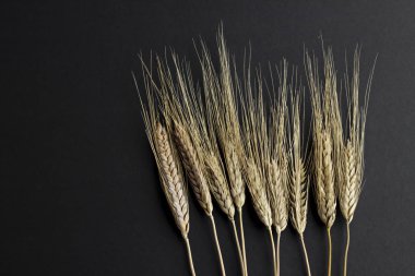 Siyah arkaplanda buğday kulaklarının yakın plan çekimi