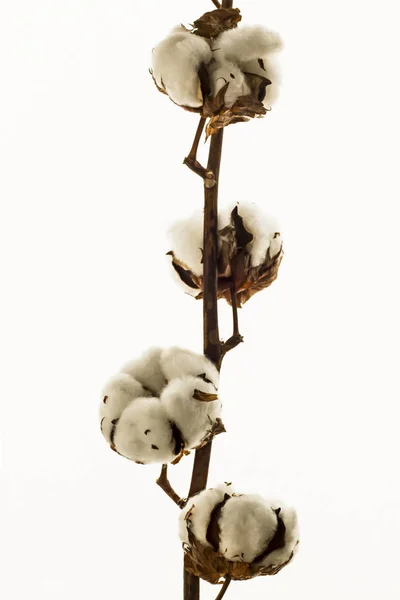 Luonnollinen Puuvilla Branch Puuvilla Pallot Eristetty White Haara Kuivataan Tuli — kuvapankkivalokuva