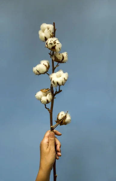 Lähikuva Nainen Tilalla Puuvilla Kukkia Sininen — kuvapankkivalokuva