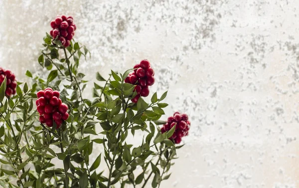 Punainen Kokina Kukka Teurastajan Luuta Yhdistetty Kaksi Kasvia Edessä Luminen — kuvapankkivalokuva