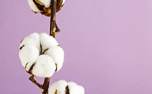 close-up shot of cotton flowers on purple
